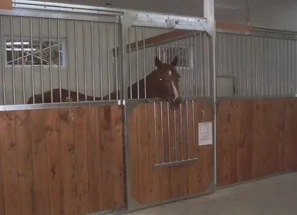 Box pour chevaux Equinad avec portes courbées, boiserie et structure métallique.